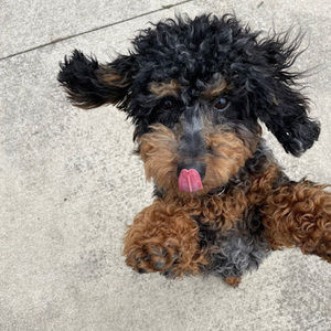 Meet your Posher, Esme